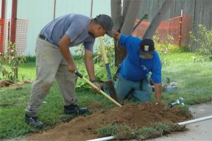 Irrigation repair specialists remove a corrodoed delivery line